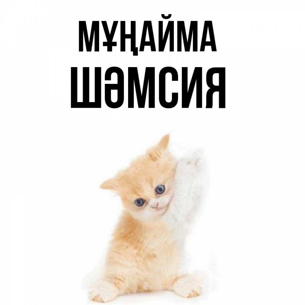 Күн сайын ашық хат с именем, ШӘМСИЯ Мұңайма просящий кот Онлайн тегін жүктеп алу тілектері бар керемет карта 