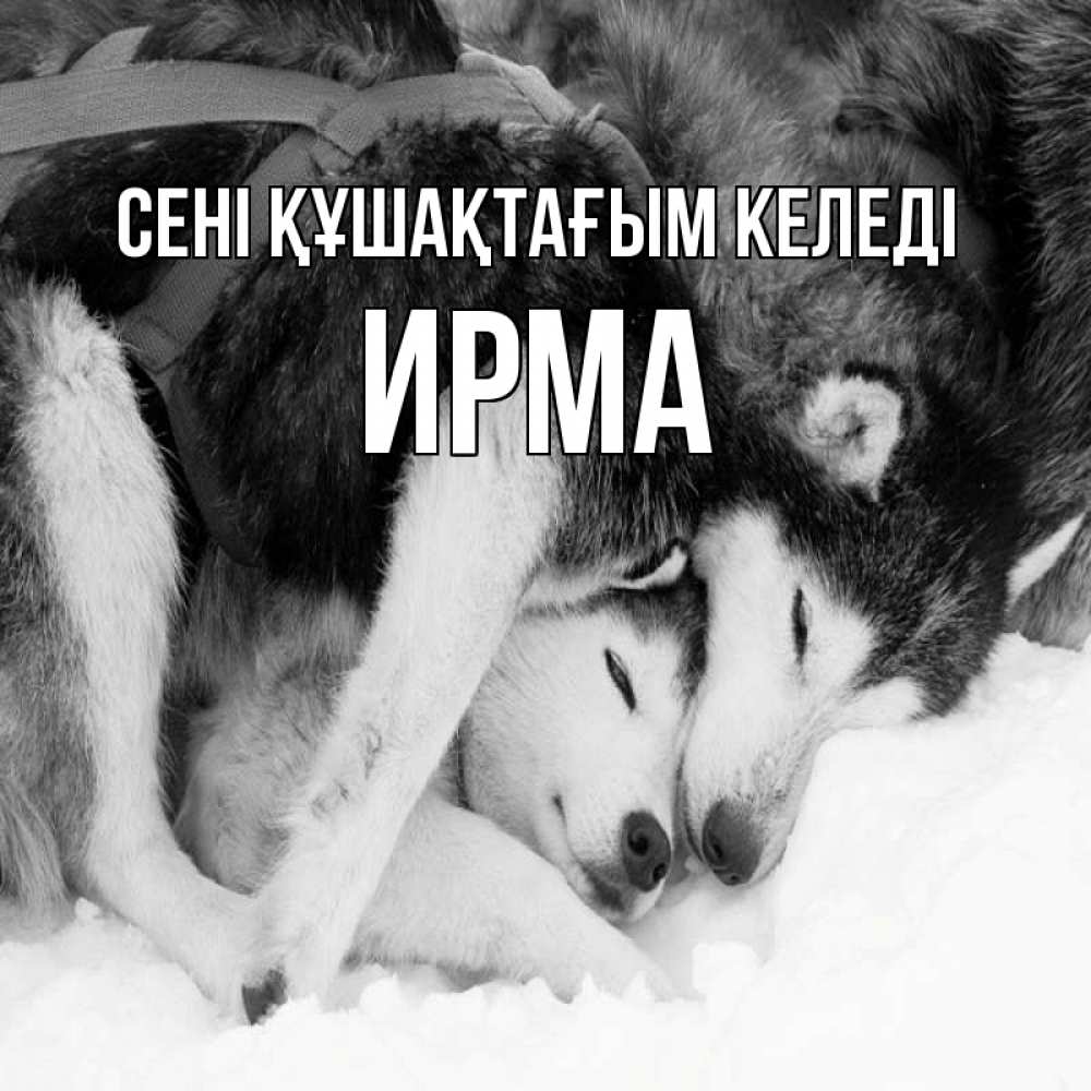 Күн сайын ашық хат с именем, Ирма сені құшақтағым келеді собачки в упряжке Онлайн тегін жүктеп алу тілектері бар керемет карта 