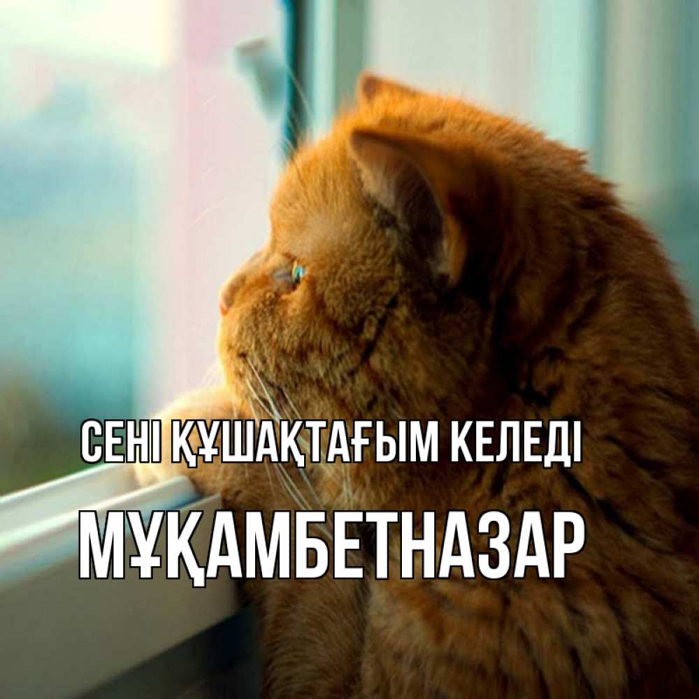 Күн сайын ашық хат с именем, Мұқамбетназар сені құшақтағым келеді большой огромный рыжий котяра Онлайн тегін жүктеп алу тілектері бар керемет карта 
