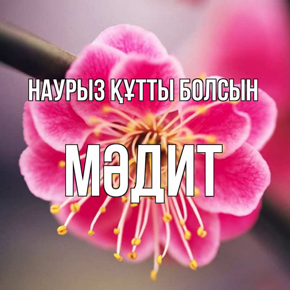 Күн сайын ашық хат с именем, МӘДИТ Наурыз құтты болсын цветы Онлайн тегін жүктеп алу тілектері бар керемет карта 
