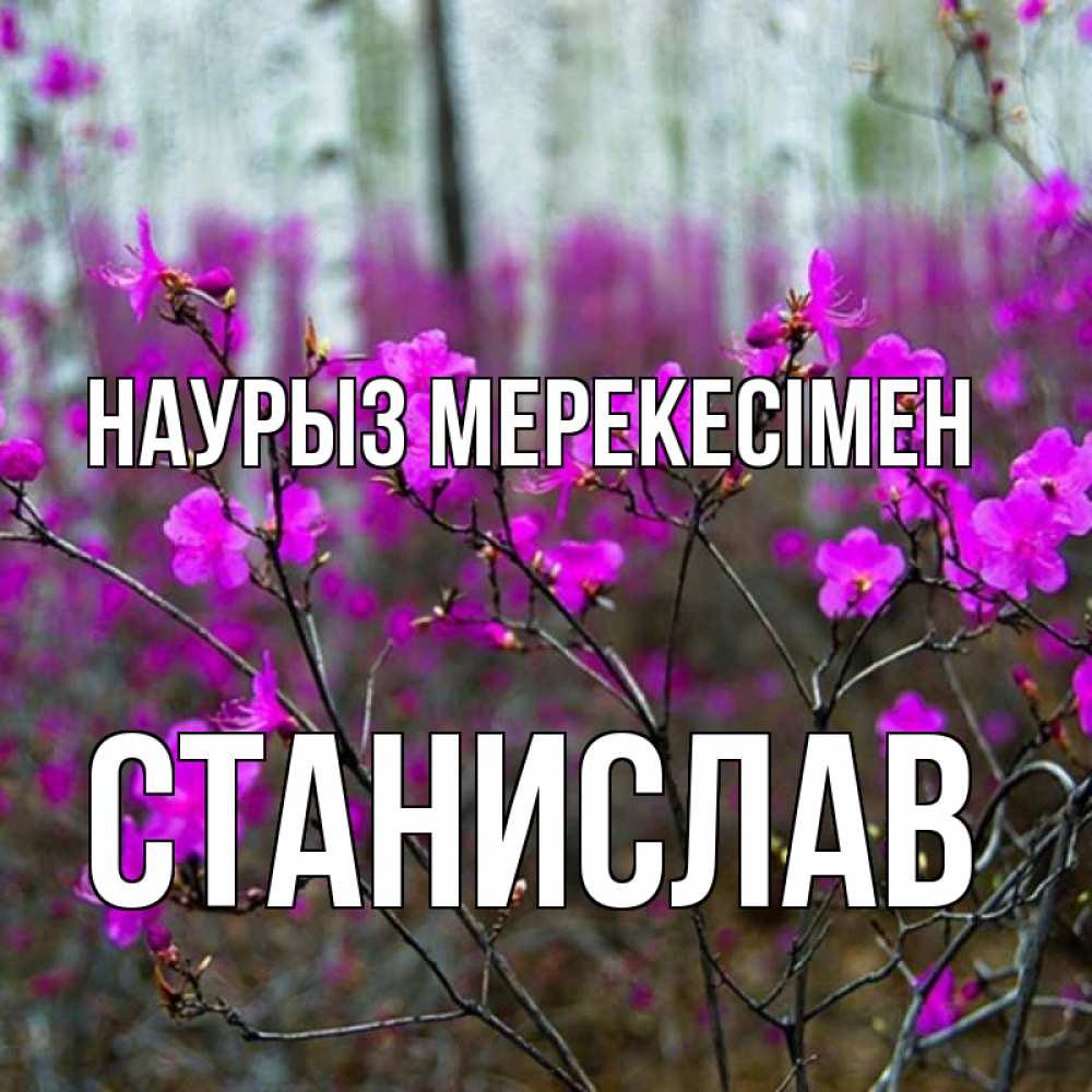 Күн сайын ашық хат с именем, Станислав Наурыз мерекесімен дикие цветы Онлайн тегін жүктеп алу тілектері бар керемет карта 
