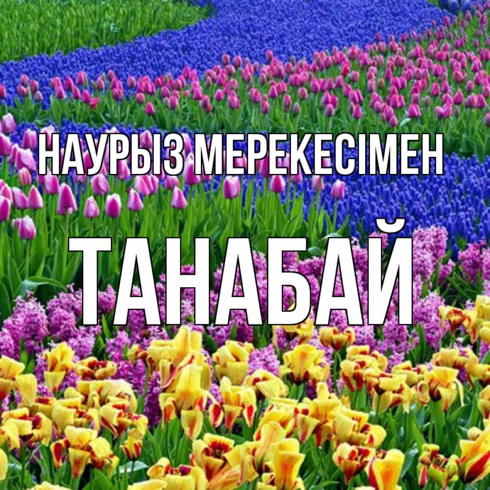 Күн сайын ашық хат с именем, ТАНАБАЙ Наурыз мерекесімен цветы Онлайн тегін жүктеп алу тілектері бар керемет карта 