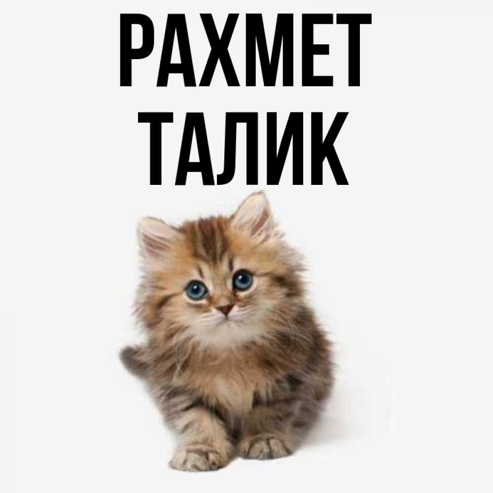 Күн сайын ашық хат с именем, Талик рахмет пушистый котик Онлайн тегін жүктеп алу тілектері бар керемет карта 