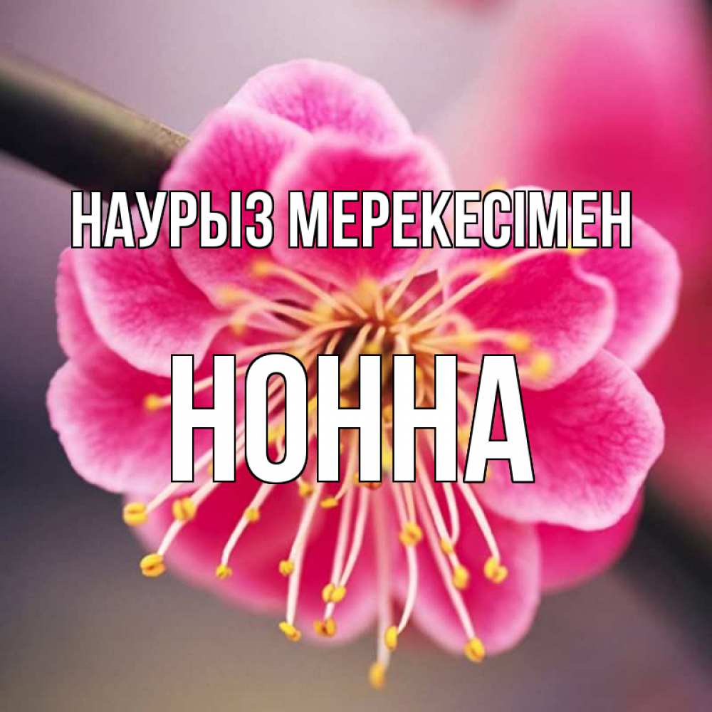 Күн сайын ашық хат с именем, Нонна Наурыз мерекесімен цветы Онлайн тегін жүктеп алу тілектері бар керемет карта 