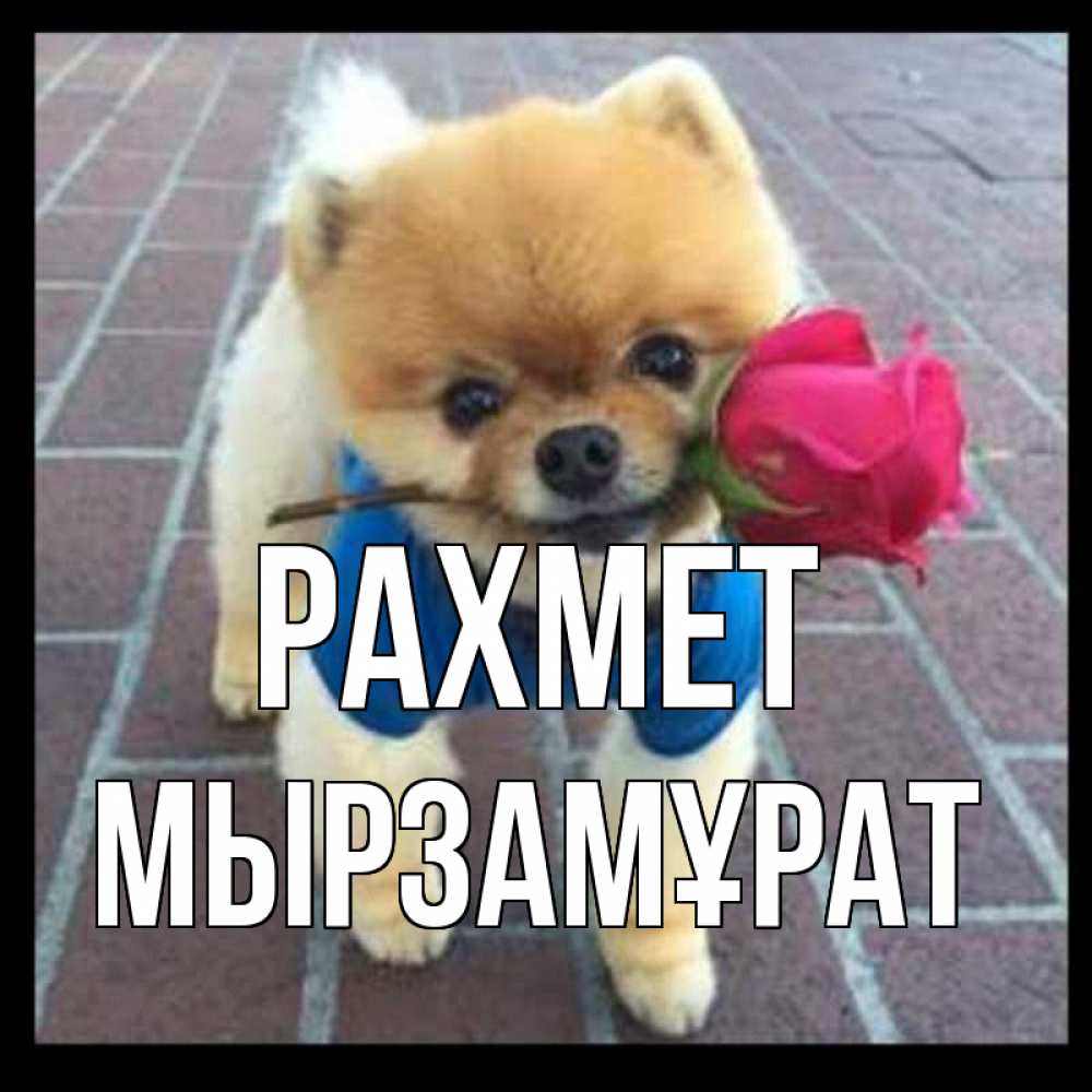 Күн сайын ашық хат с именем, Мырзамұрат рахмет спасибо и дарю тебе цветок Онлайн тегін жүктеп алу тілектері бар керемет карта 