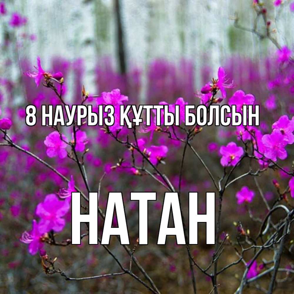 Күн сайын ашық хат с именем, Натан 8 наурыз құтты болсын дикие цветы Онлайн тегін жүктеп алу тілектері бар керемет карта 