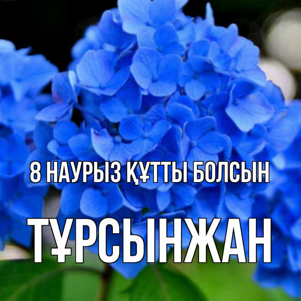 Күн сайын ашық хат с именем, ТҰРСЫНЖАН 8 наурыз құтты болсын синие цветы Онлайн тегін жүктеп алу тілектері бар керемет карта 