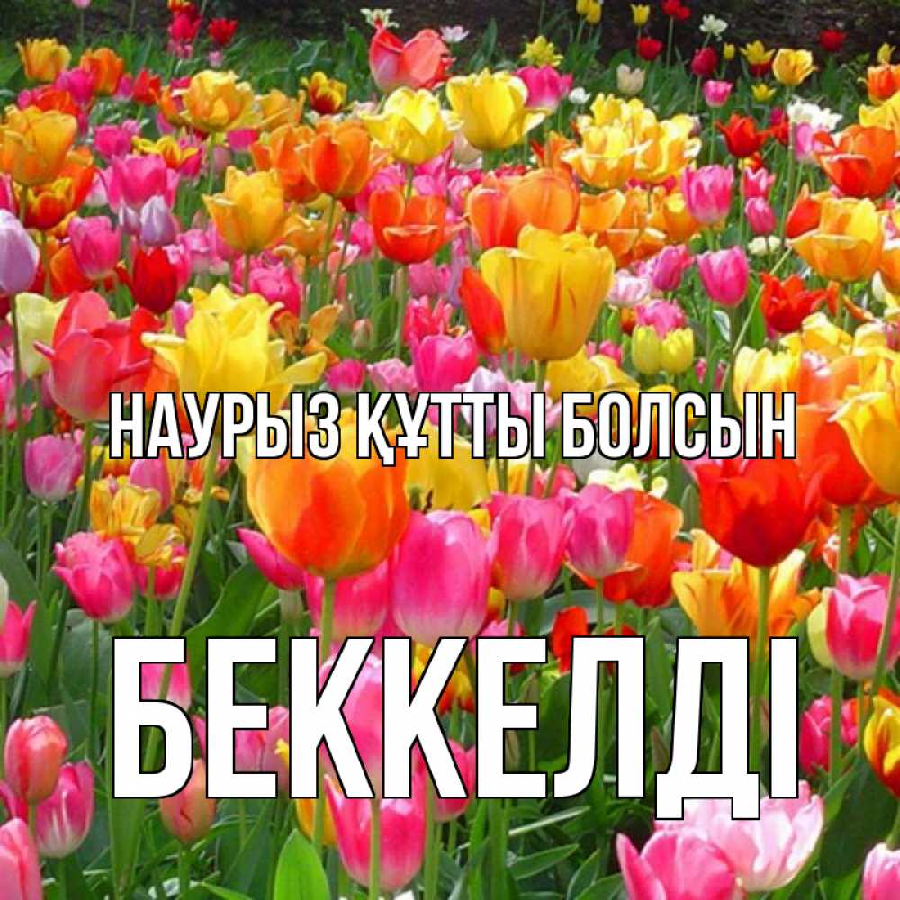 Күн сайын ашық хат с именем, Беккелді Наурыз құтты болсын на наурыз  ура ура Онлайн тегін жүктеп алу тілектері бар керемет карта 