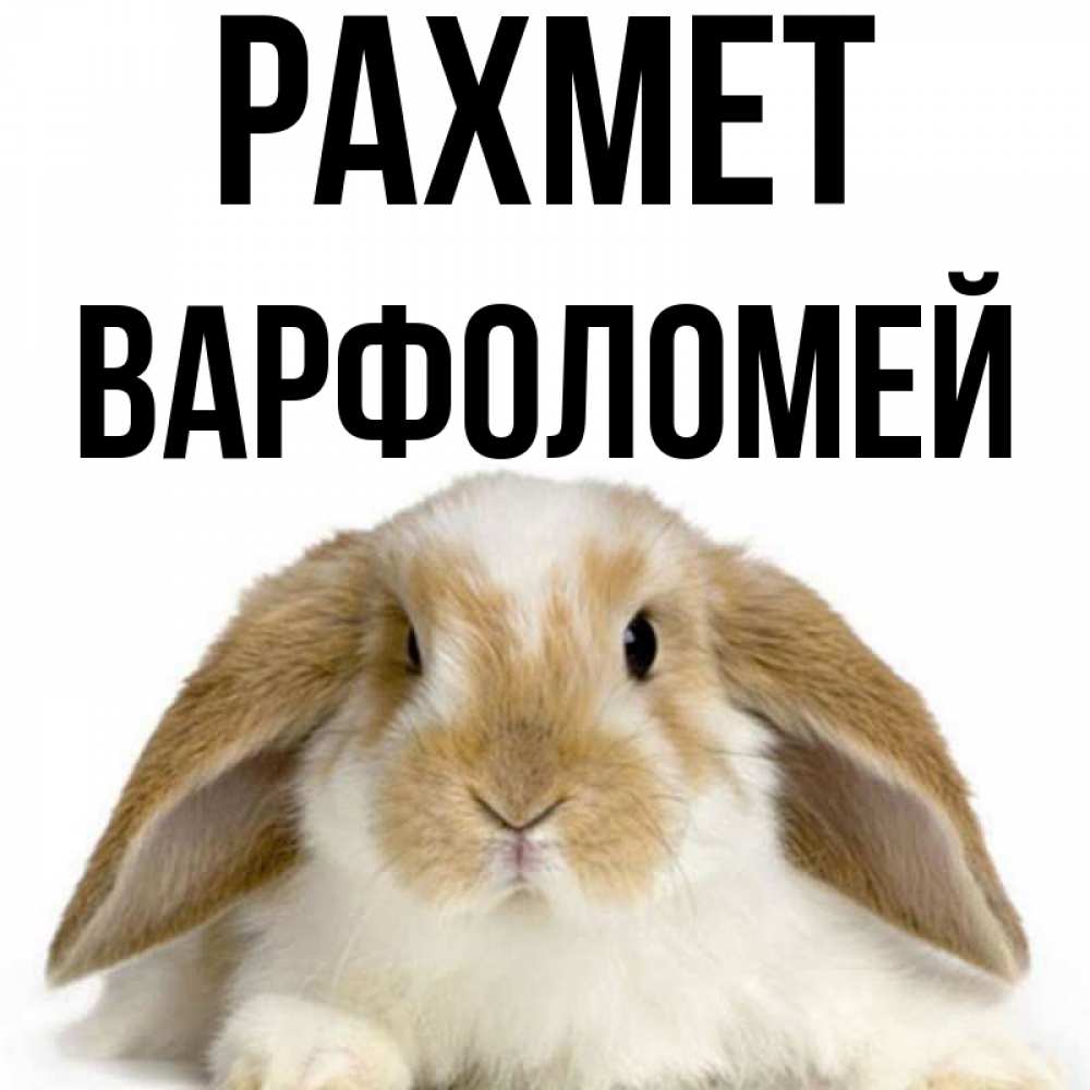Күн сайын ашық хат с именем, Варфоломей рахмет коричнево белый заяц Онлайн тегін жүктеп алу тілектері бар керемет карта 