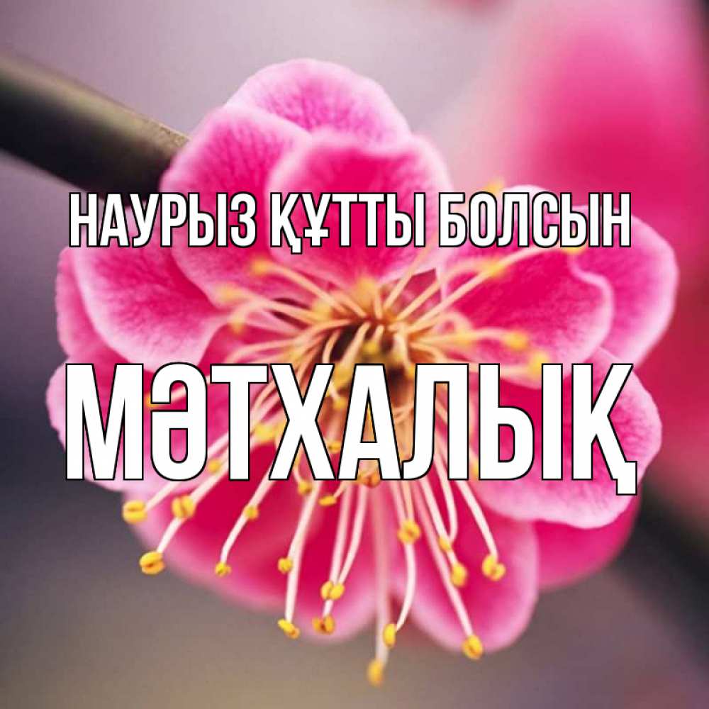 Күн сайын ашық хат с именем, МӘТХАЛЫҚ Наурыз құтты болсын цветы Онлайн тегін жүктеп алу тілектері бар керемет карта 