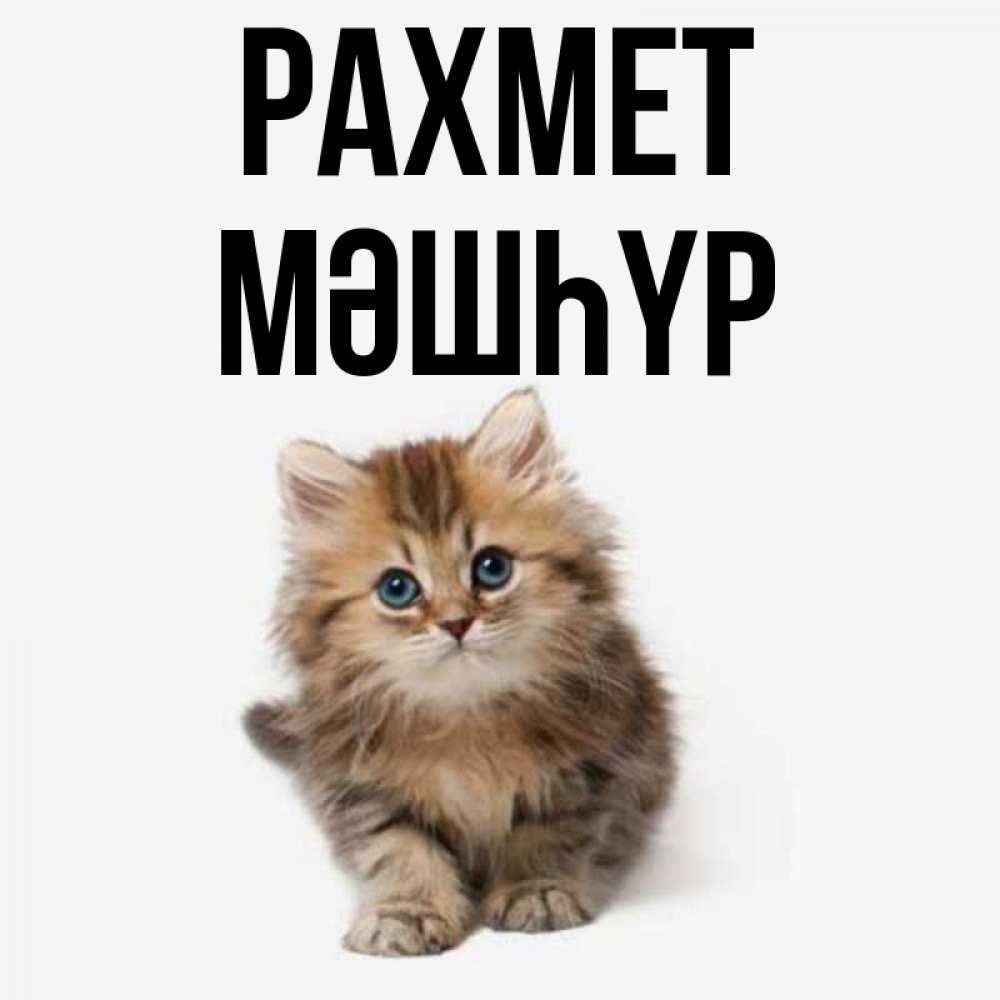 Күн сайын ашық хат с именем, МӘШҺҮР рахмет пушистый котик Онлайн тегін жүктеп алу тілектері бар керемет карта 