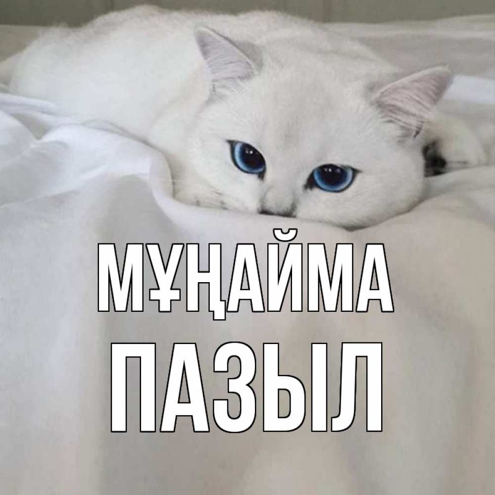 Күн сайын ашық хат с именем, ПАЗЫЛ Мұңайма белый кот с голубыми глазами на белоснежной кровати Онлайн тегін жүктеп алу тілектері бар керемет карта 