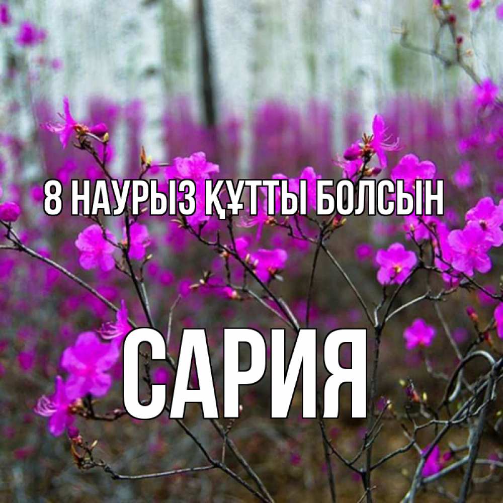 Күн сайын ашық хат с именем, САРИЯ 8 наурыз құтты болсын дикие цветы Онлайн тегін жүктеп алу тілектері бар керемет карта 
