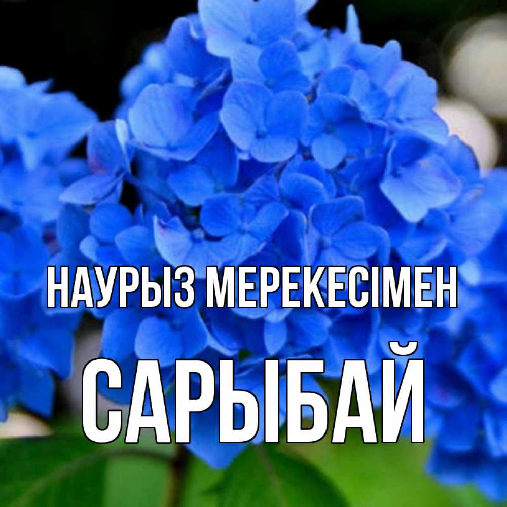 Күн сайын ашық хат с именем, САРЫБАЙ Наурыз мерекесімен синие цветы Онлайн тегін жүктеп алу тілектері бар керемет карта 
