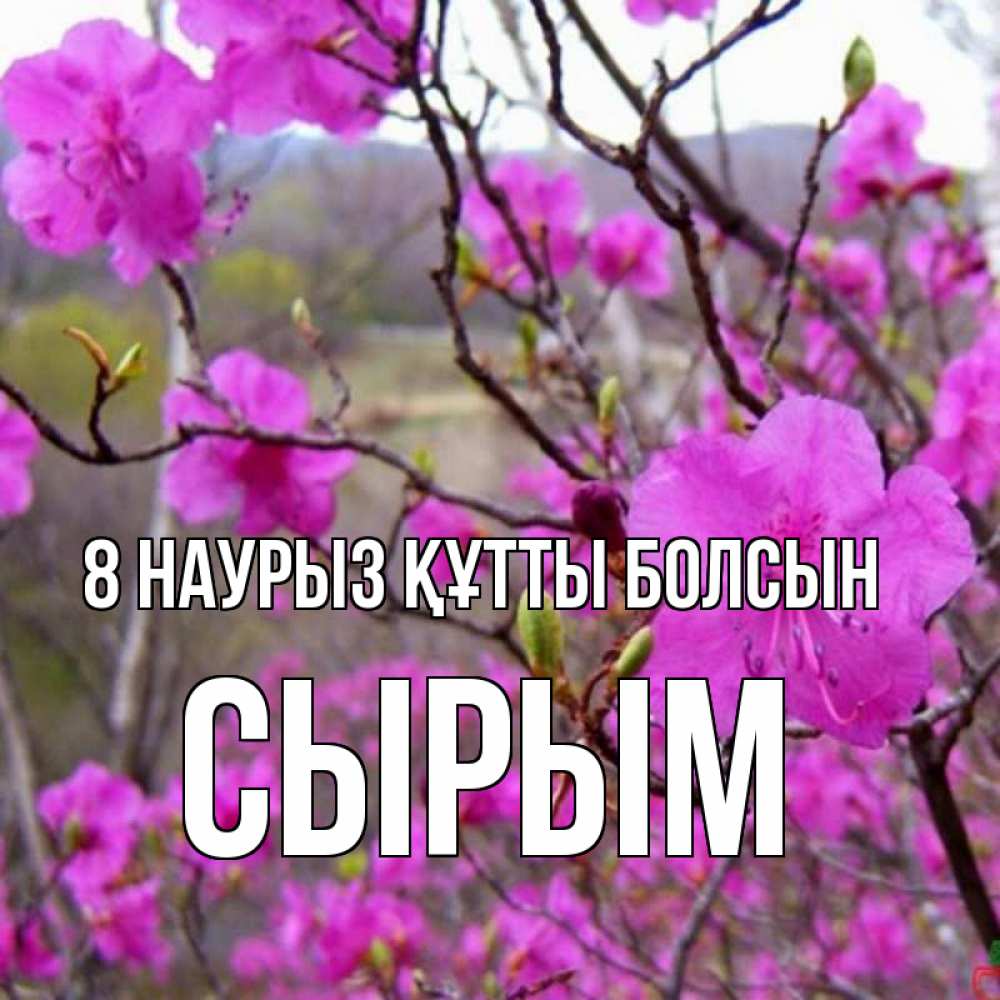 Күн сайын ашық хат с именем, СЫРЫМ 8 наурыз құтты болсын международный женский день Онлайн тегін жүктеп алу тілектері бар керемет карта 