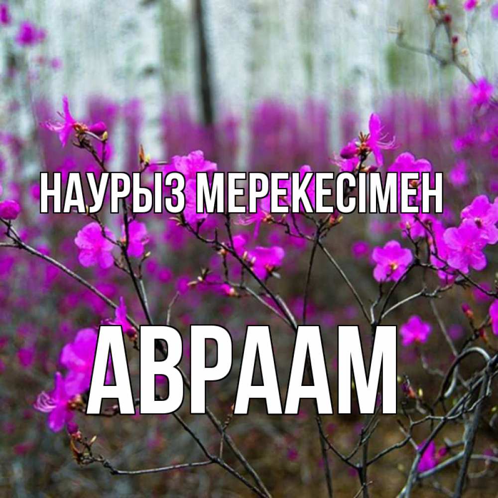 Күн сайын ашық хат с именем, Авраам Наурыз мерекесімен дикие цветы Онлайн тегін жүктеп алу тілектері бар керемет карта 