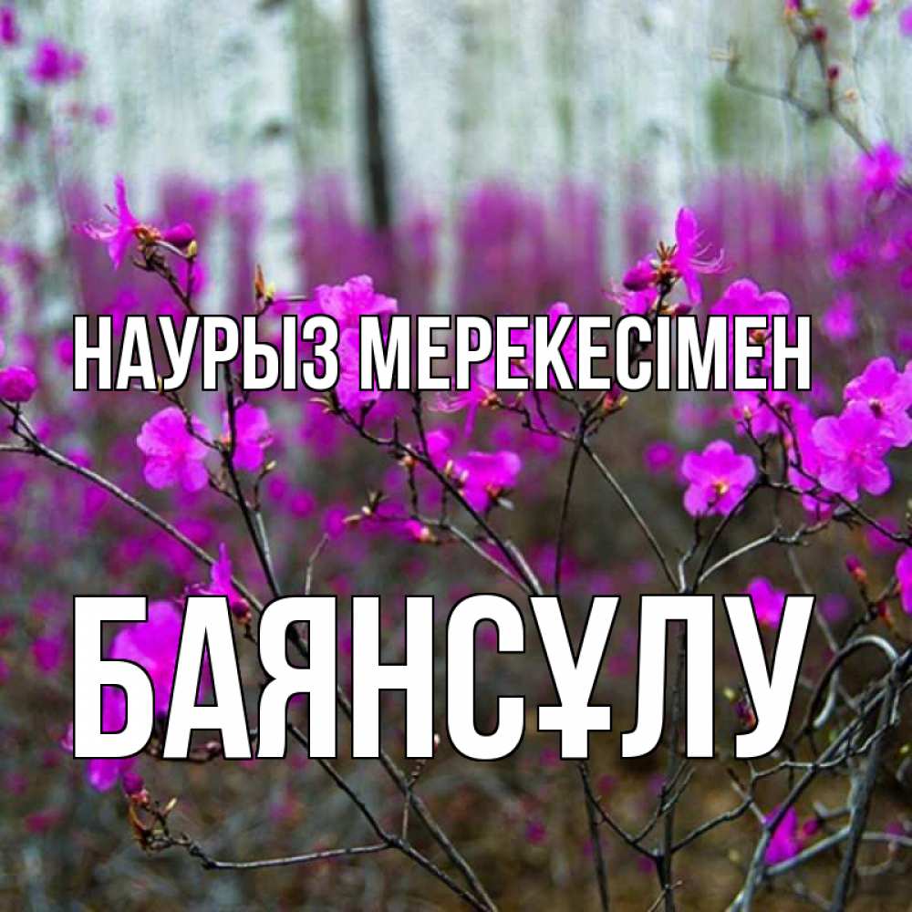 Күн сайын ашық хат с именем, БАЯНСҰЛУ Наурыз мерекесімен дикие цветы Онлайн тегін жүктеп алу тілектері бар керемет карта 