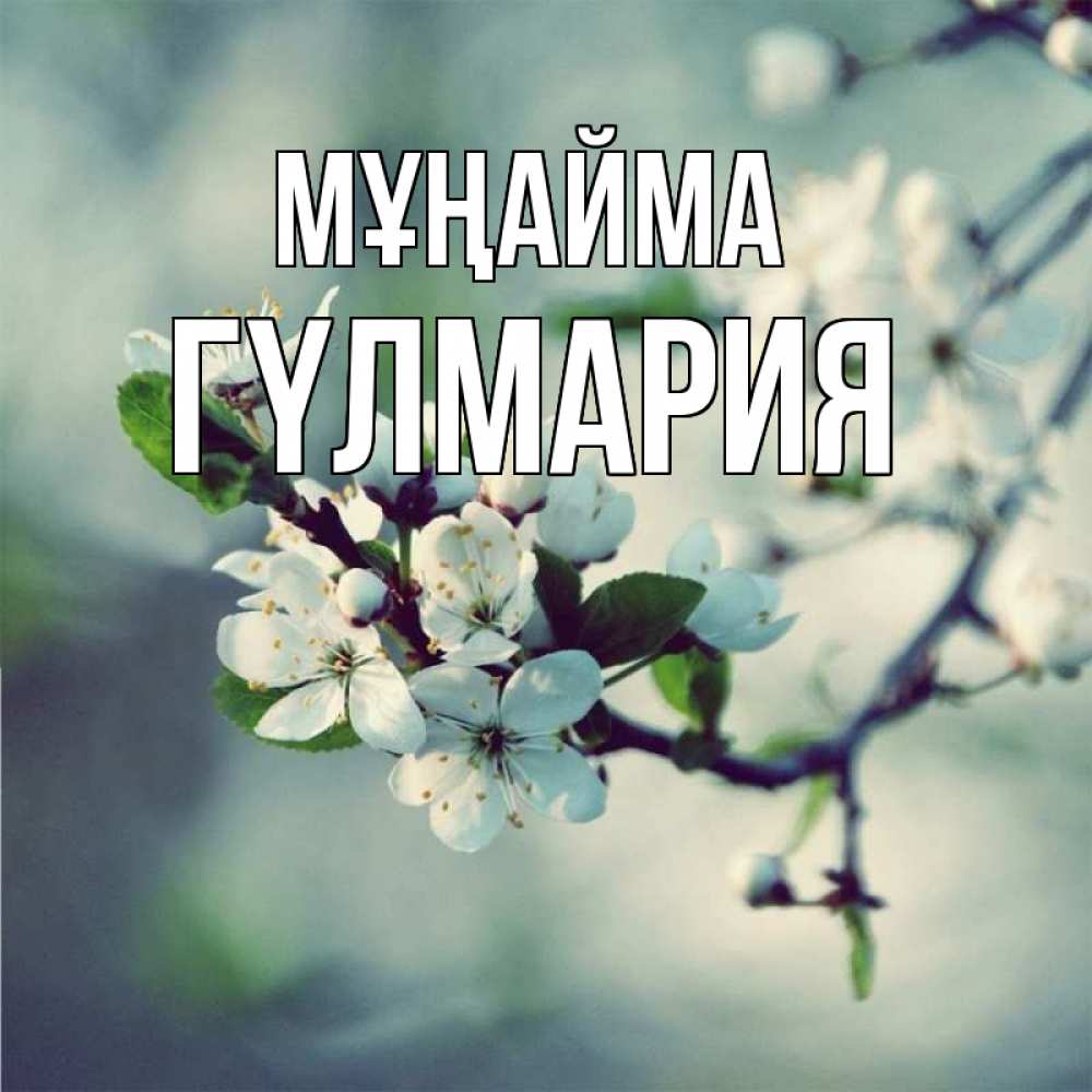 Күн сайын ашық хат с именем, ГҮЛМАРИЯ Мұңайма яблоня в цвету 1 Онлайн тегін жүктеп алу тілектері бар керемет карта 