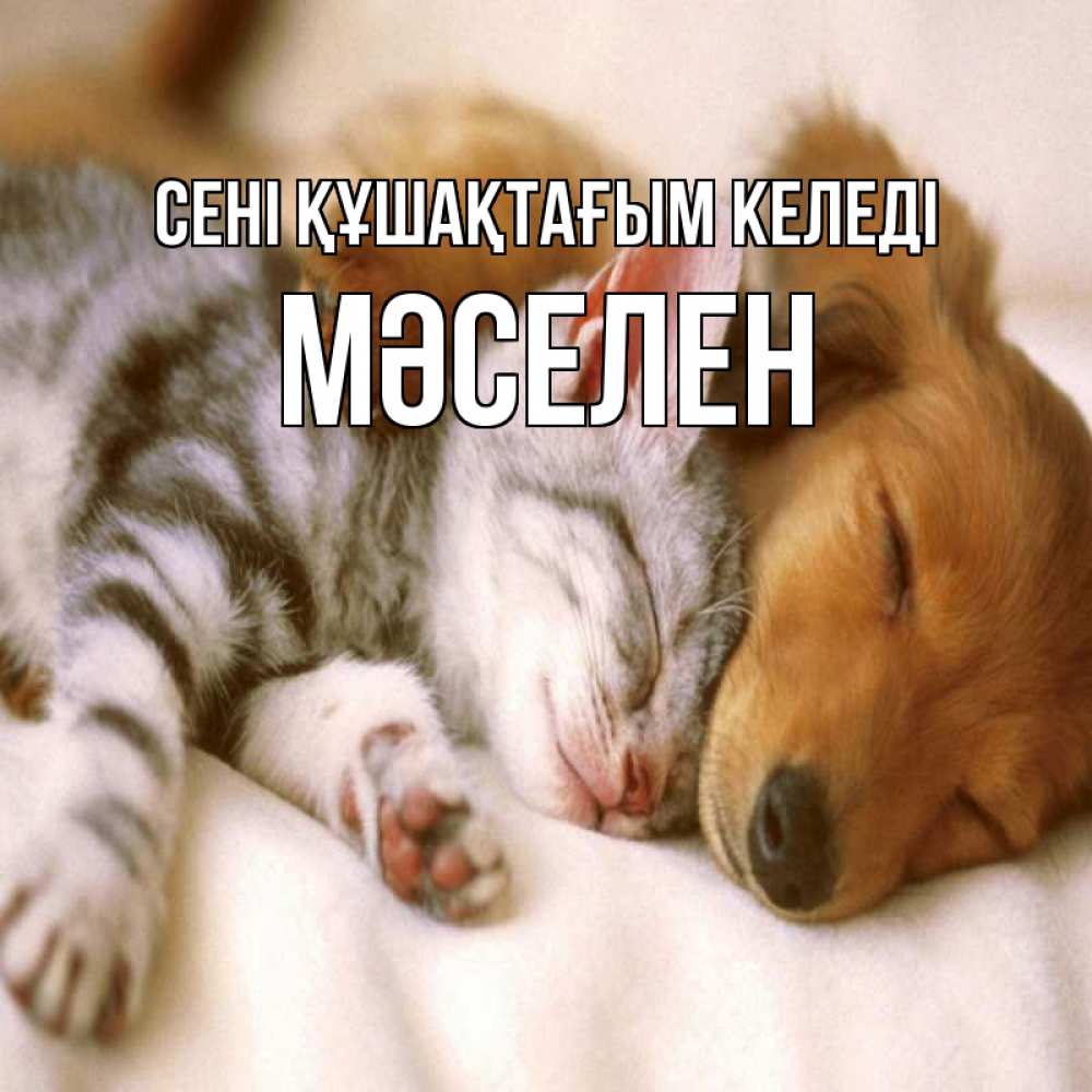 Күн сайын ашық хат с именем, Мәселен сені құшақтағым келеді пес и котенок Онлайн тегін жүктеп алу тілектері бар керемет карта 