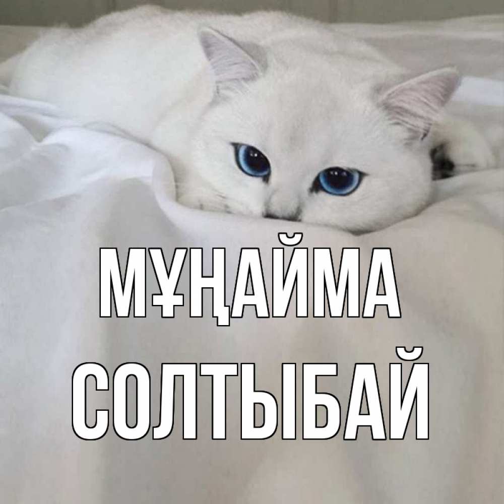 Күн сайын ашық хат с именем, СОЛТЫБАЙ Мұңайма белый кот с голубыми глазами на белоснежной кровати Онлайн тегін жүктеп алу тілектері бар керемет карта 