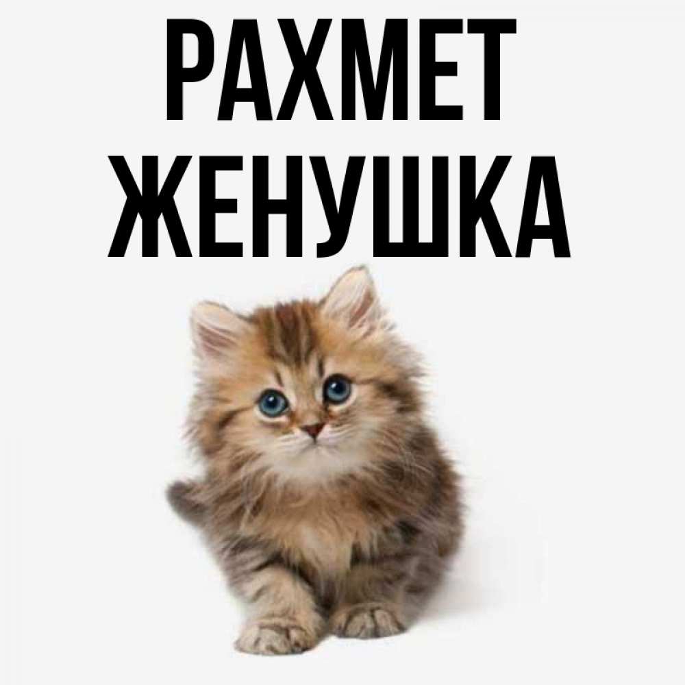 Күн сайын ашық хат с именем, Женушка рахмет пушистый котик Онлайн тегін жүктеп алу тілектері бар керемет карта 