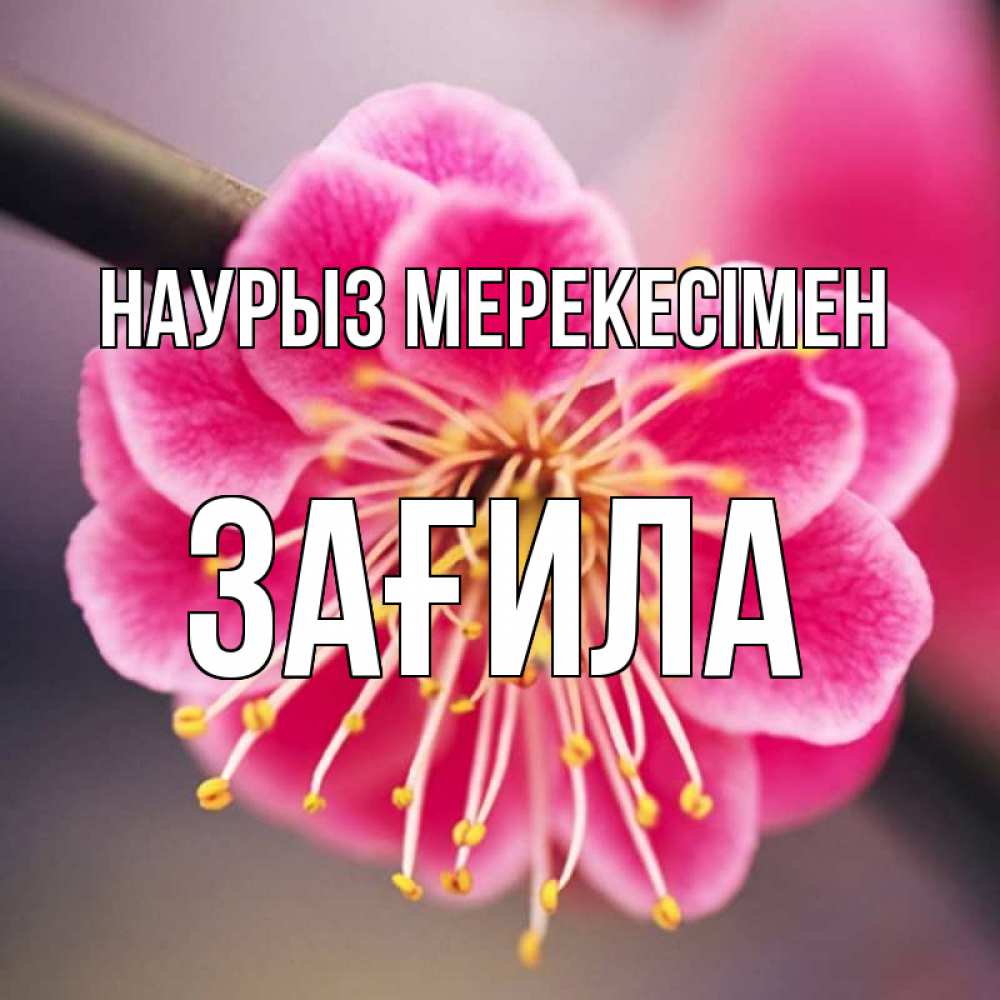 Күн сайын ашық хат с именем, ЗАҒИЛА Наурыз мерекесімен цветы Онлайн тегін жүктеп алу тілектері бар керемет карта 