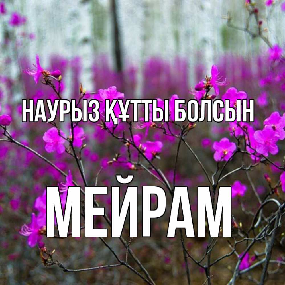 Күн сайын ашық хат с именем, МЕЙРАМ Наурыз құтты болсын дикие цветы Онлайн тегін жүктеп алу тілектері бар керемет карта 