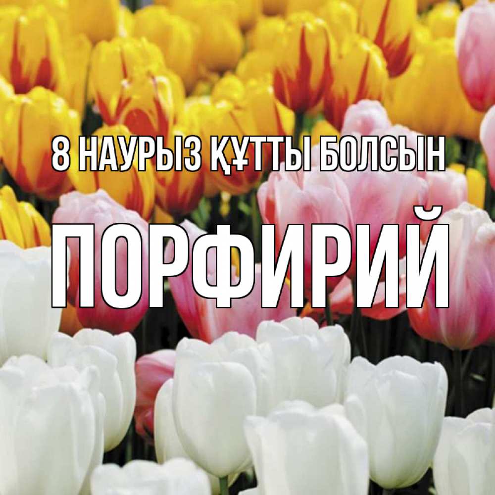 Күн сайын ашық хат с именем, Порфирий 8 наурыз құтты болсын разноцветные цветы Онлайн тегін жүктеп алу тілектері бар керемет карта 