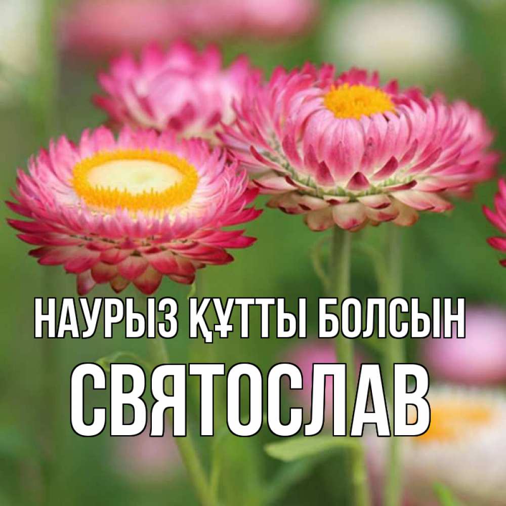 Күн сайын ашық хат с именем, Святослав Наурыз құтты болсын подарок на международный женский день Онлайн тегін жүктеп алу тілектері бар керемет карта 