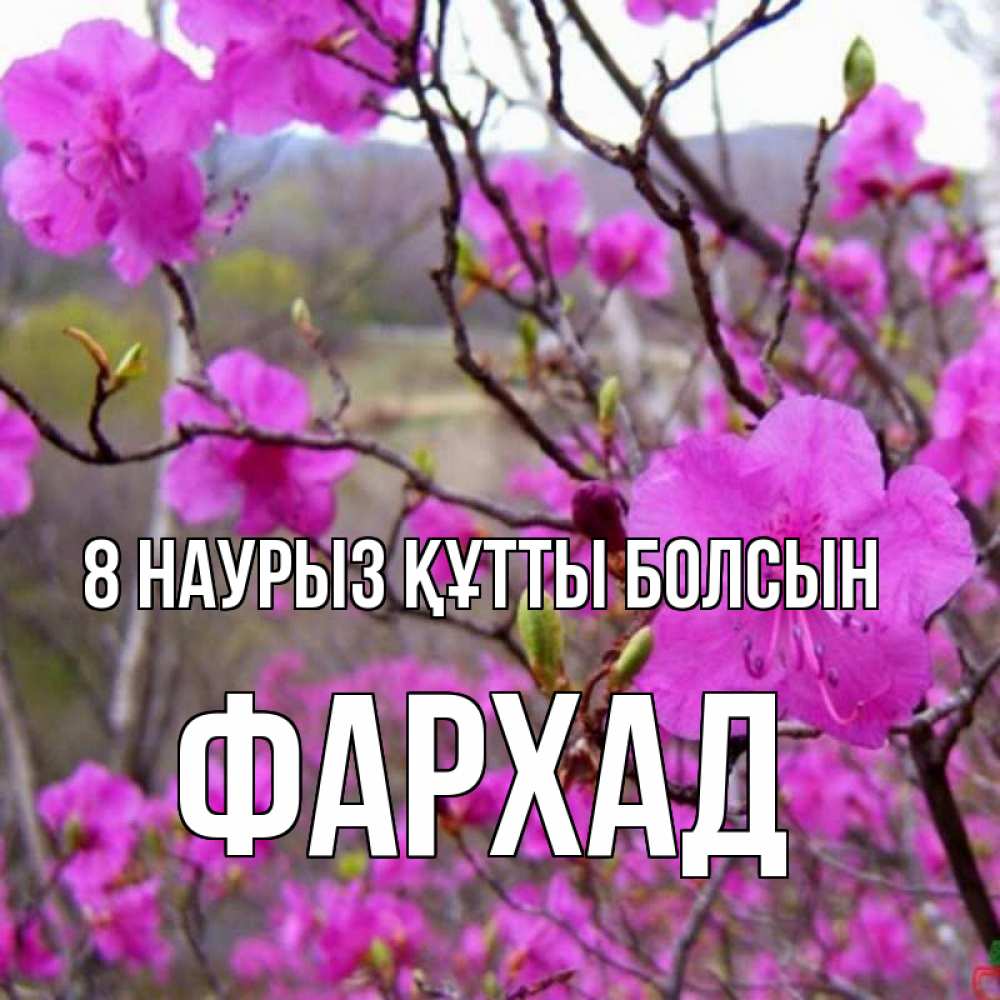 Күн сайын ашық хат с именем, Фархад 8 наурыз құтты болсын международный женский день Онлайн тегін жүктеп алу тілектері бар керемет карта 