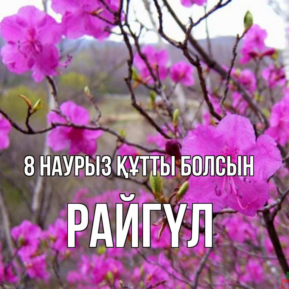 Күн сайын ашық хат с именем, РАЙГҮЛ 8 наурыз құтты болсын международный женский день Онлайн тегін жүктеп алу тілектері бар керемет карта 