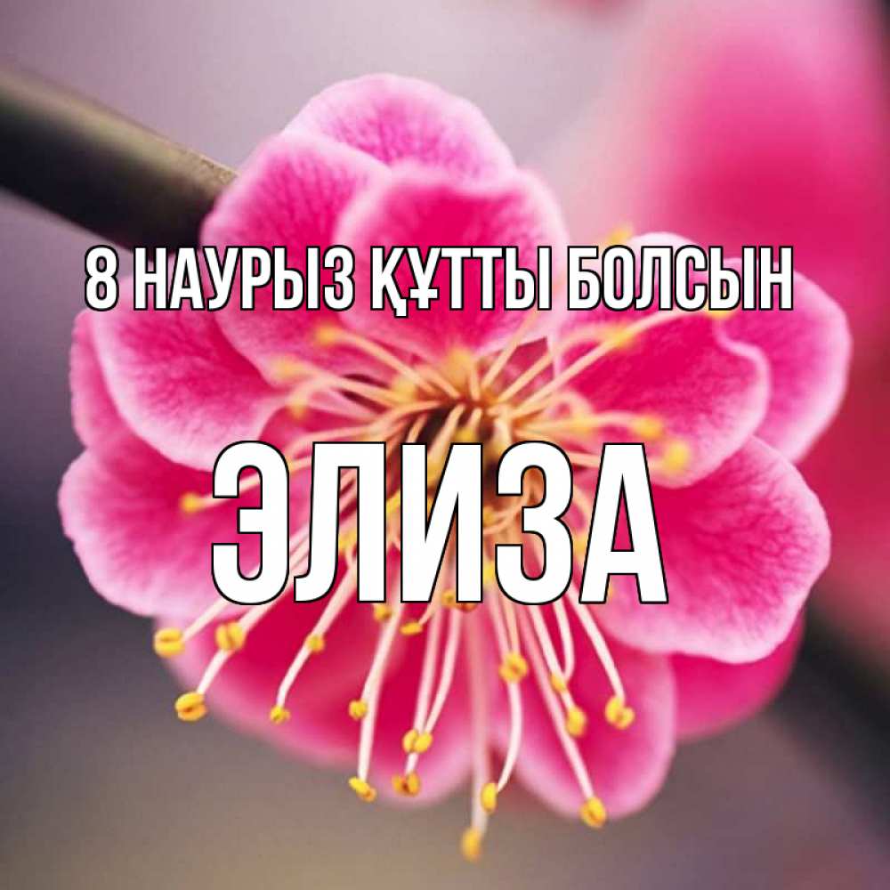 Күн сайын ашық хат с именем, Элиза 8 наурыз құтты болсын цветы Онлайн тегін жүктеп алу тілектері бар керемет карта 