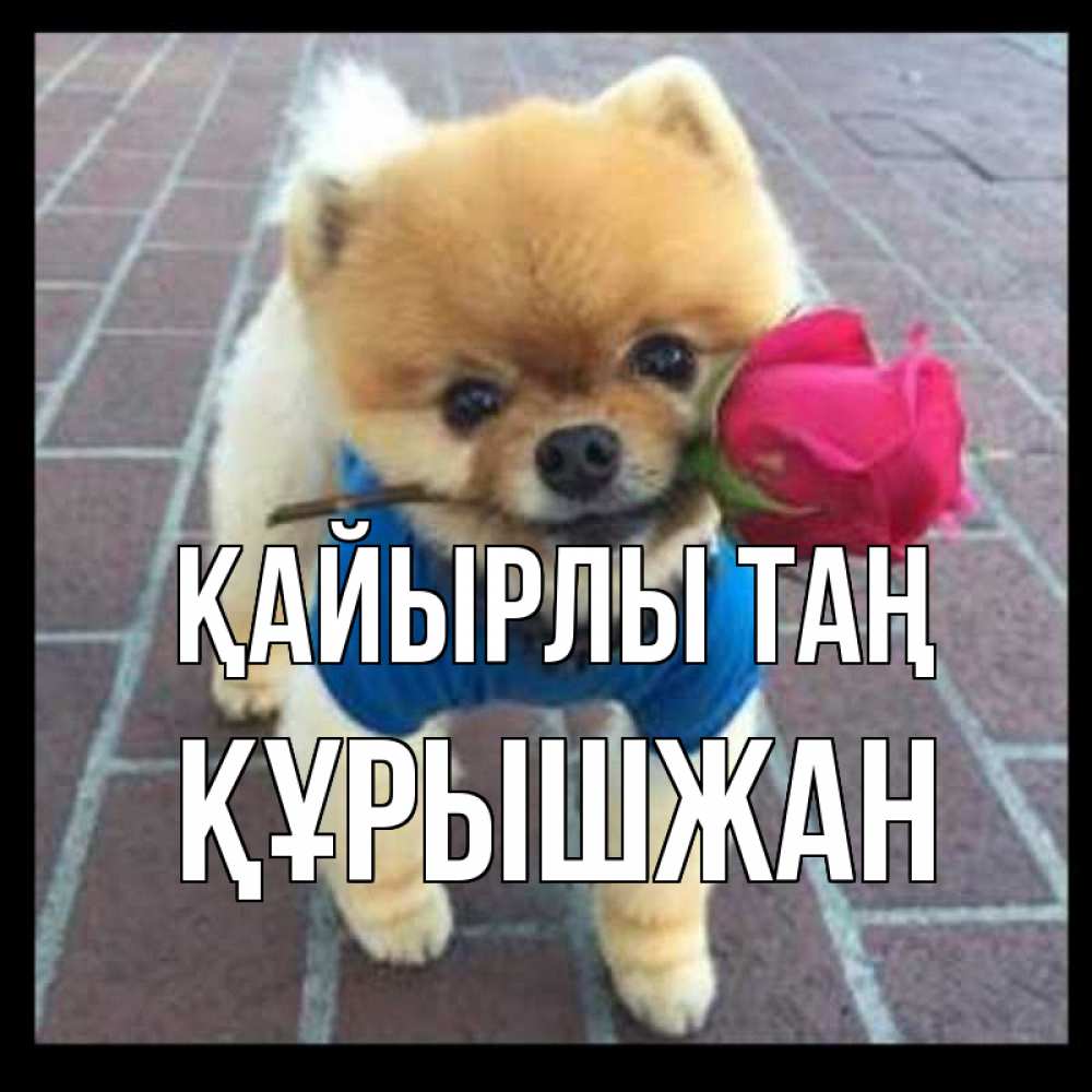 Күн сайын ашық хат с именем, ҚҰРЫШЖАН Қайырлы таң роза в зубах Онлайн тегін жүктеп алу тілектері бар керемет карта 