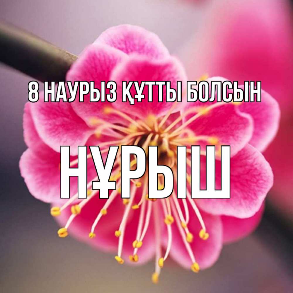 Күн сайын ашық хат с именем, Нұрыш 8 наурыз құтты болсын цветы Онлайн тегін жүктеп алу тілектері бар керемет карта 