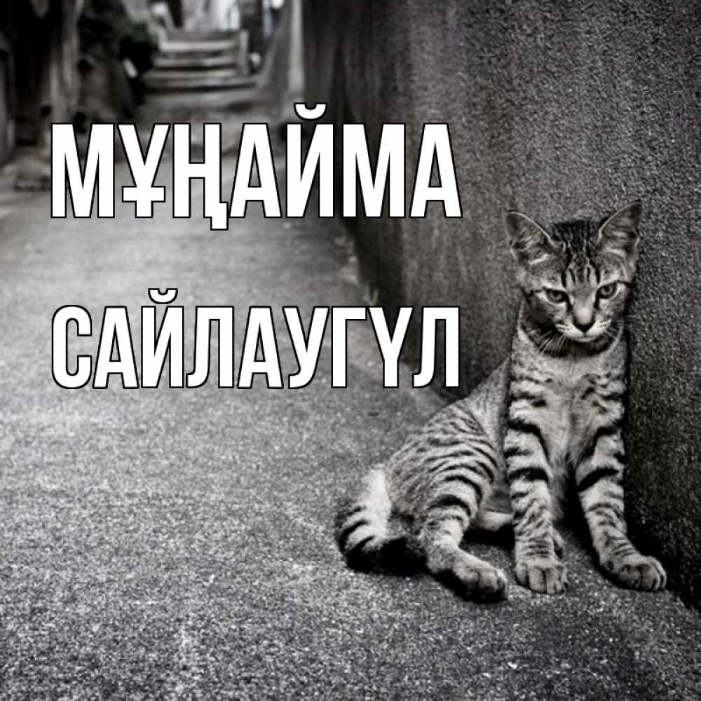 Күн сайын ашық хат с именем, САЙЛАУГҮЛ Мұңайма скучающий котик Онлайн тегін жүктеп алу тілектері бар керемет карта 
