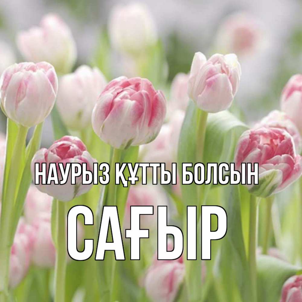 Күн сайын ашық хат с именем, САҒЫР Наурыз құтты болсын цветы Онлайн тегін жүктеп алу тілектері бар керемет карта 