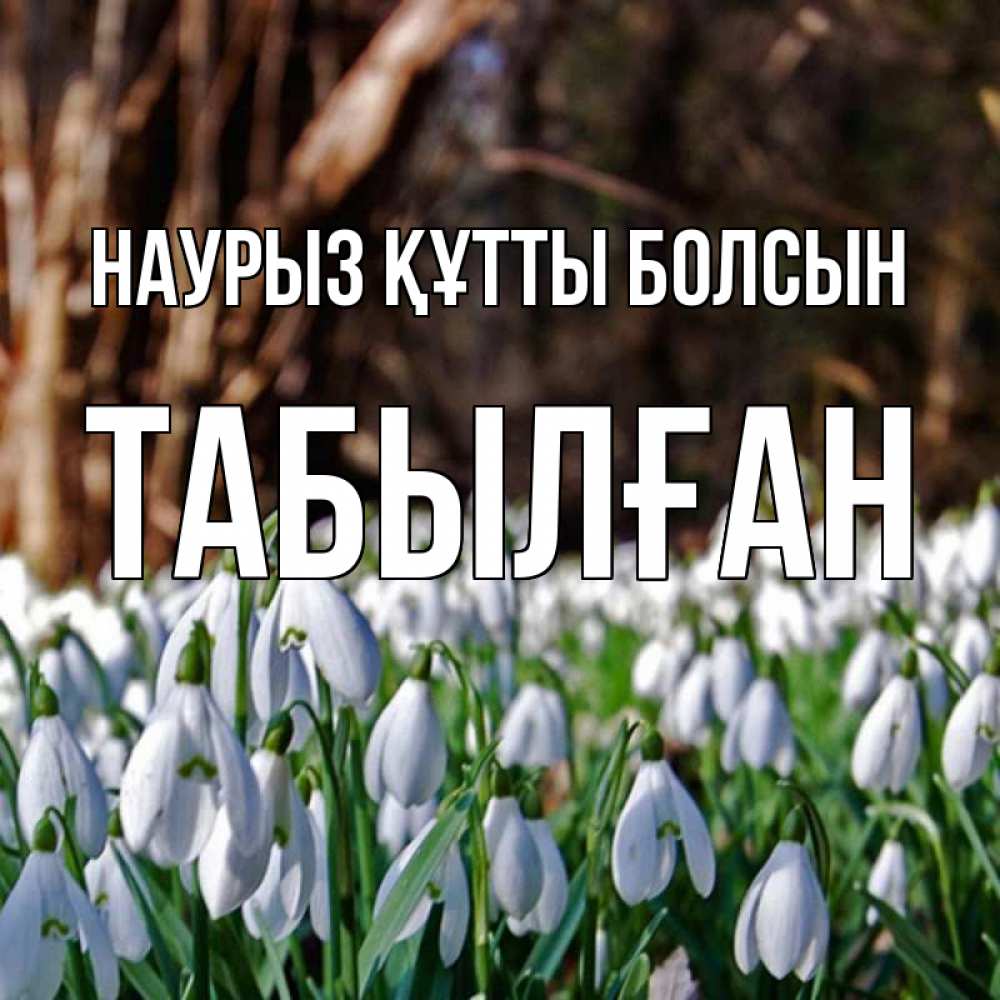 Күн сайын ашық хат с именем, ТАБЫЛҒАН Наурыз құтты болсын с подснежниками 1 Онлайн тегін жүктеп алу тілектері бар керемет карта 