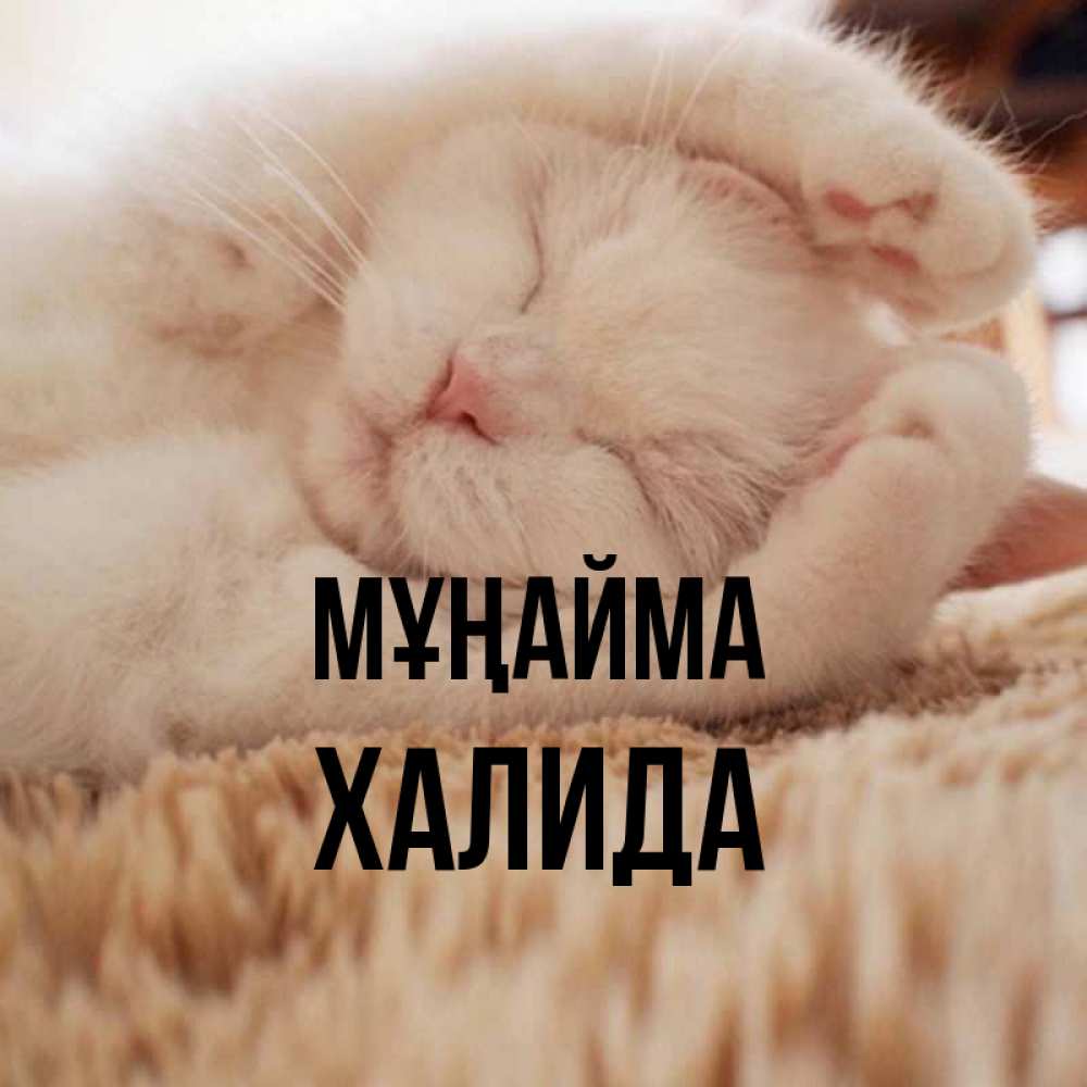 Күн сайын ашық хат с именем, ХАЛИДА Мұңайма Котенок спит Онлайн тегін жүктеп алу тілектері бар керемет карта 