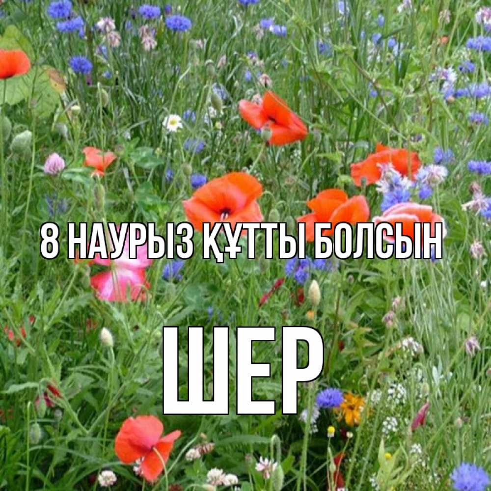 Күн сайын ашық хат с именем, ШЕР 8 наурыз құтты болсын международный женский день 4 Онлайн тегін жүктеп алу тілектері бар керемет карта 