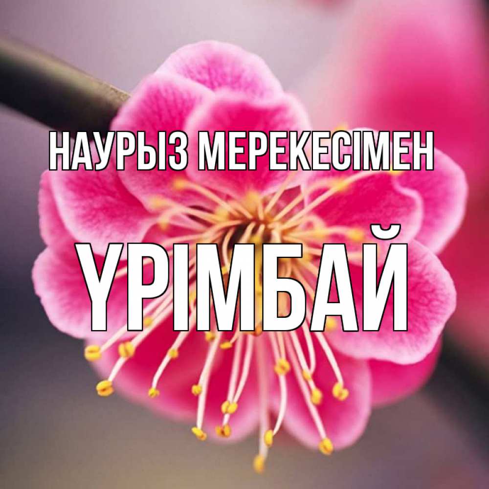 Открытка атымен, ҮРІМБАЙ, Наурыз мерекесімен