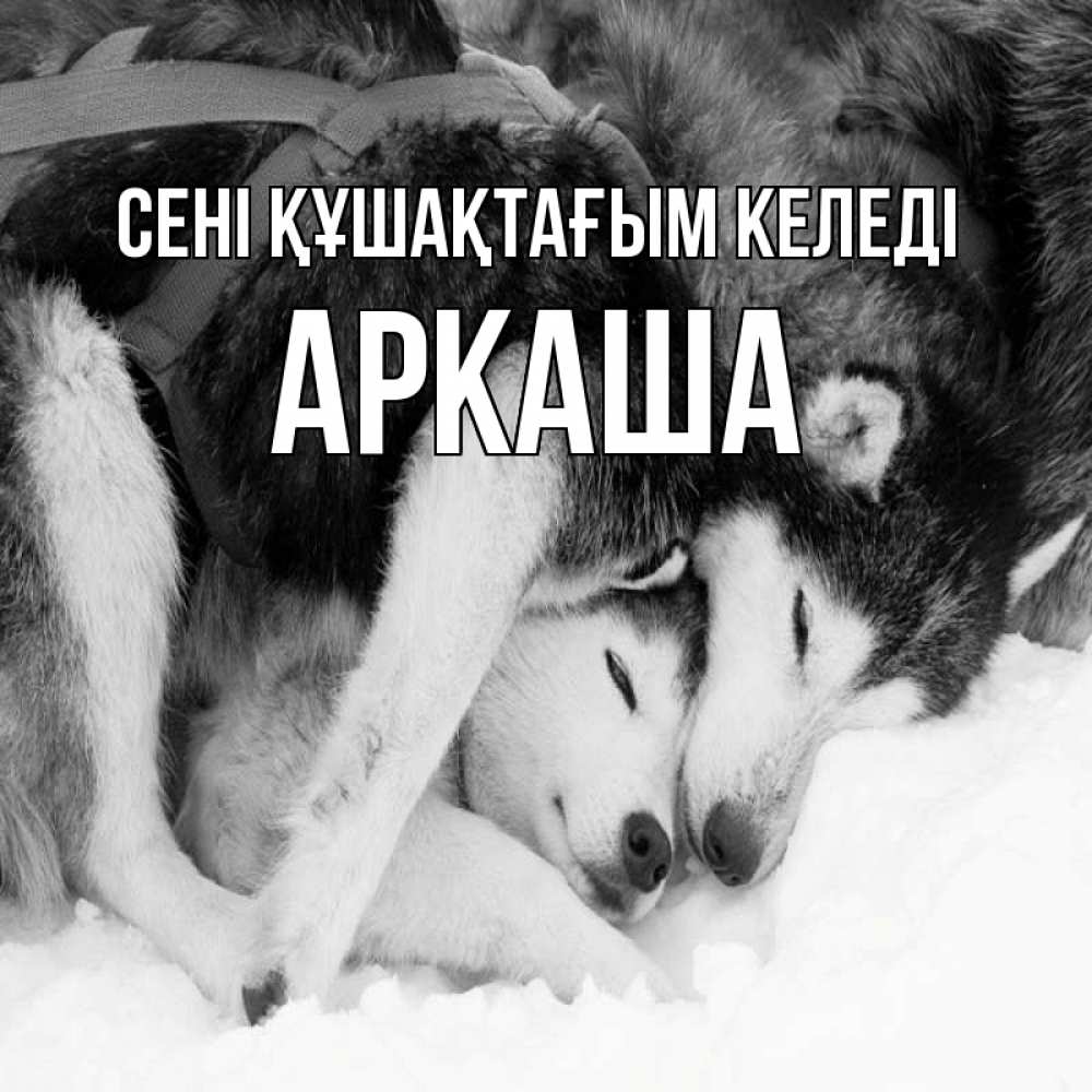 Күн сайын ашық хат с именем, Аркаша сені құшақтағым келеді собачки в упряжке Онлайн тегін жүктеп алу тілектері бар керемет карта 