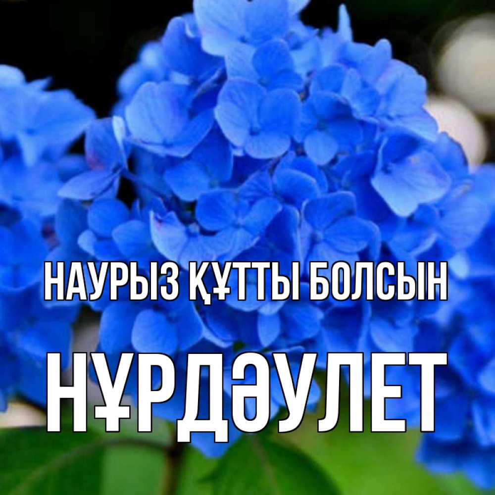 Күн сайын ашық хат с именем, НҰРДӘУЛЕТ Наурыз құтты болсын синие цветы Онлайн тегін жүктеп алу тілектері бар керемет карта 
