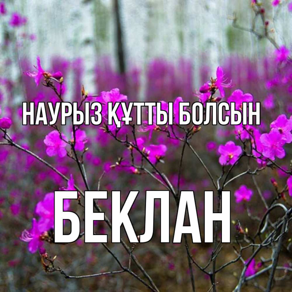 Күн сайын ашық хат с именем, Беклан Наурыз құтты болсын дикие цветы Онлайн тегін жүктеп алу тілектері бар керемет карта 