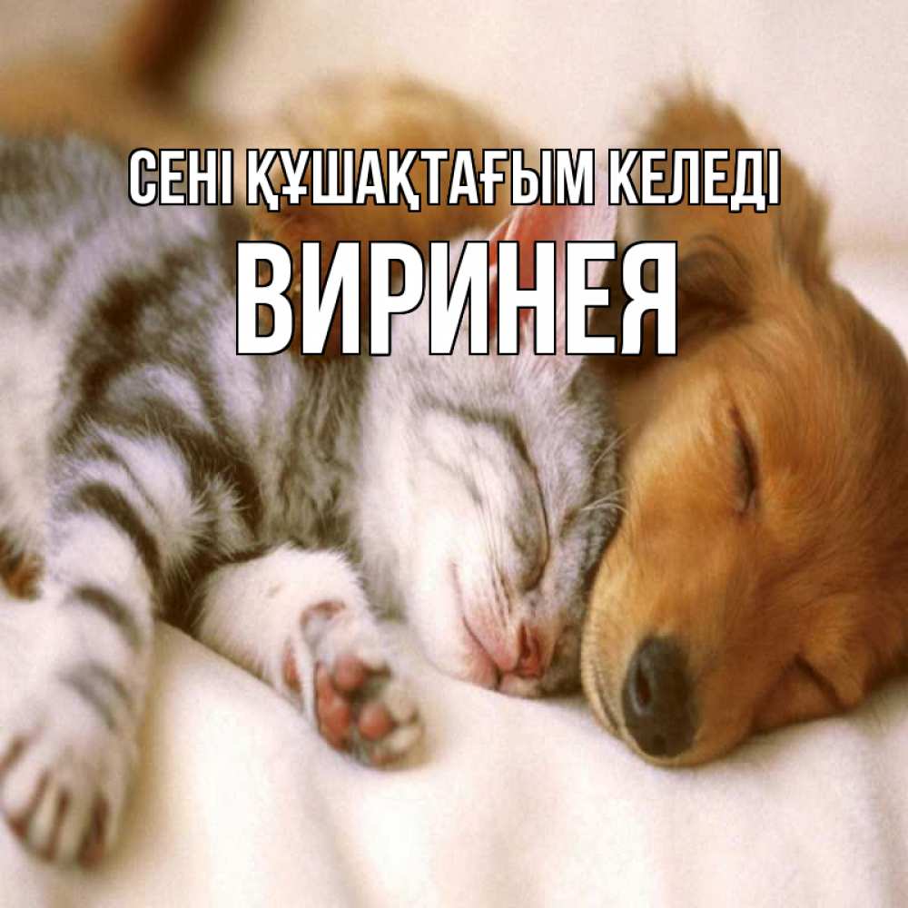 Күн сайын ашық хат с именем, Виринея сені құшақтағым келеді пес и котенок Онлайн тегін жүктеп алу тілектері бар керемет карта 