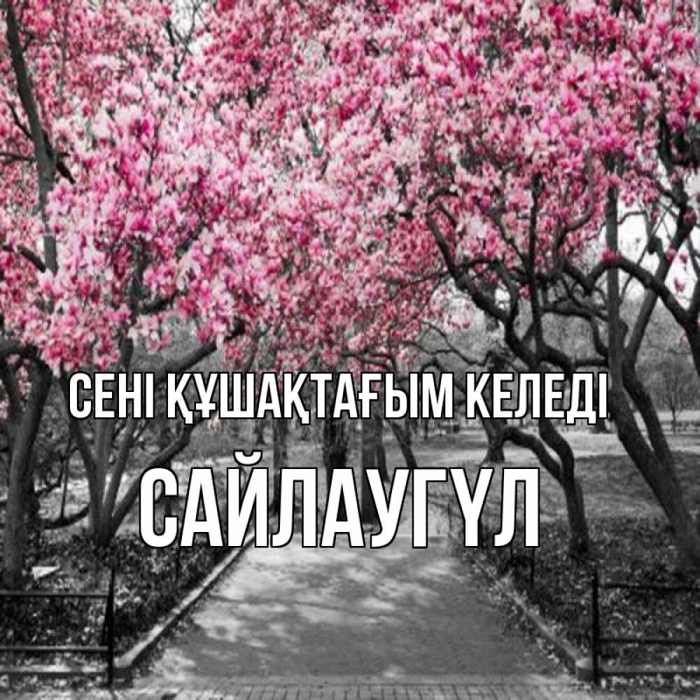 Күн сайын ашық хат с именем, САЙЛАУГҮЛ сені құшақтағым келеді обработанное фото Онлайн тегін жүктеп алу тілектері бар керемет карта 