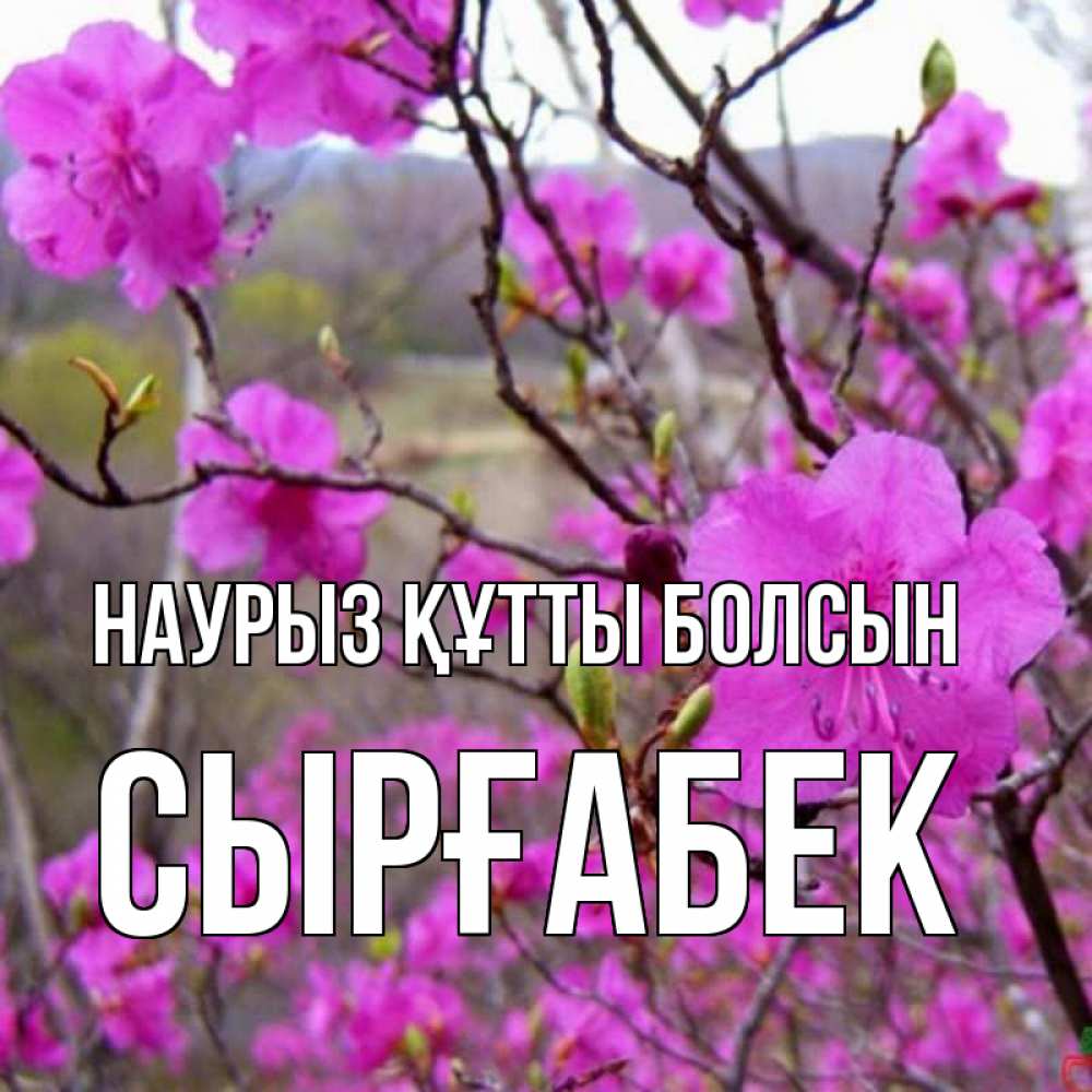 Күн сайын ашық хат с именем, СЫРҒАБЕК Наурыз құтты болсын наурыз мейрамы кутты болсын Онлайн тегін жүктеп алу тілектері бар керемет карта 