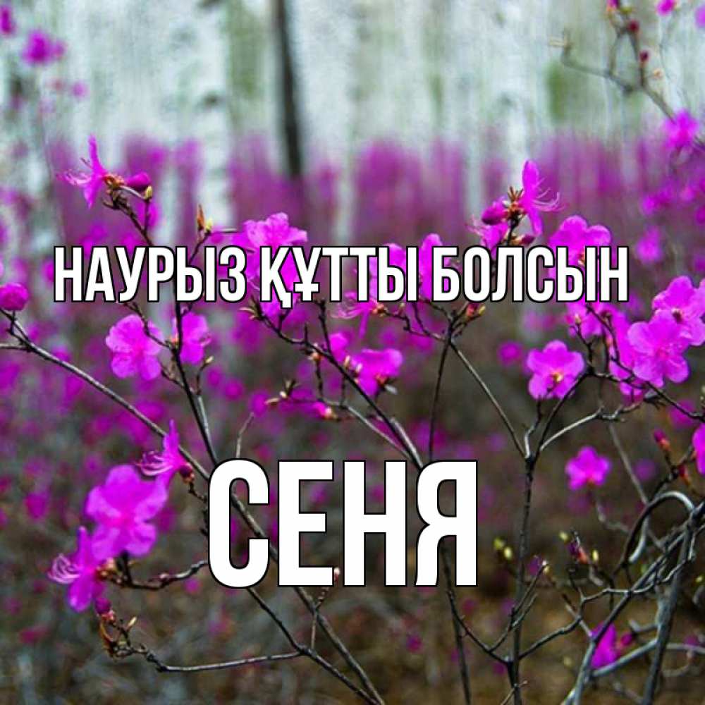 Күн сайын ашық хат с именем, Сеня Наурыз құтты болсын дикие цветы Онлайн тегін жүктеп алу тілектері бар керемет карта 