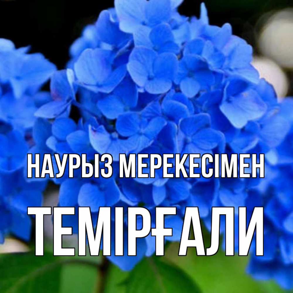 Күн сайын ашық хат с именем, ТЕМІРҒАЛИ Наурыз мерекесімен синие цветы Онлайн тегін жүктеп алу тілектері бар керемет карта 