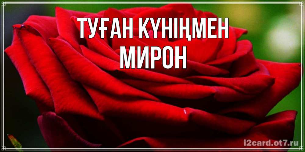 Күн сайын ашық хат с именем, МИРОН Туған күніңмен розочка очень красивая Онлайн тегін жүктеп алу тілектері бар керемет карта 