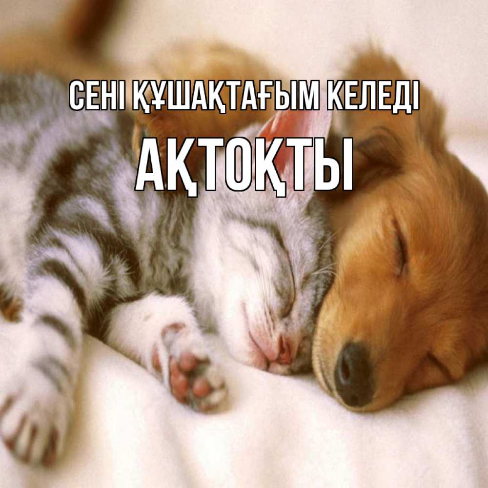 Күн сайын ашық хат с именем, АҚТОҚТЫ сені құшақтағым келеді пес и котенок Онлайн тегін жүктеп алу тілектері бар керемет карта 